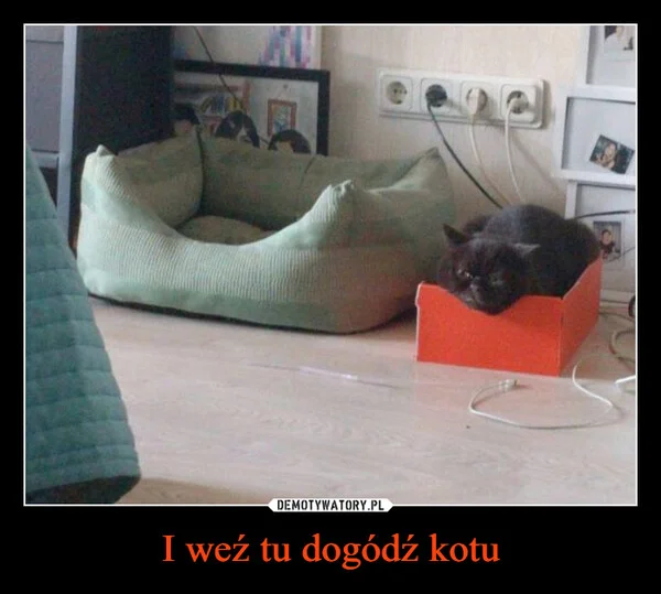 I weź tu dogódź kotu