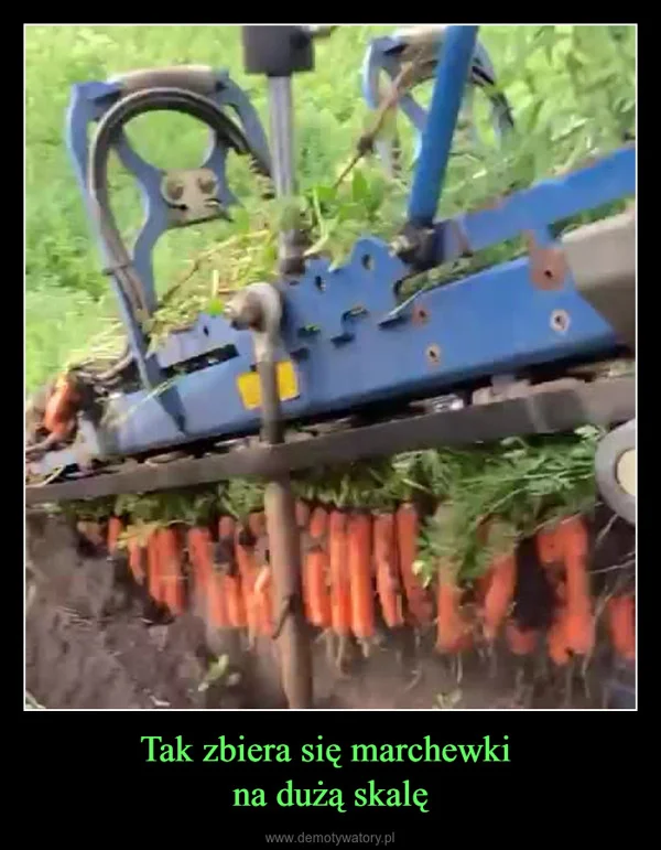 Tak zbiera się marchewki na dużą skalę