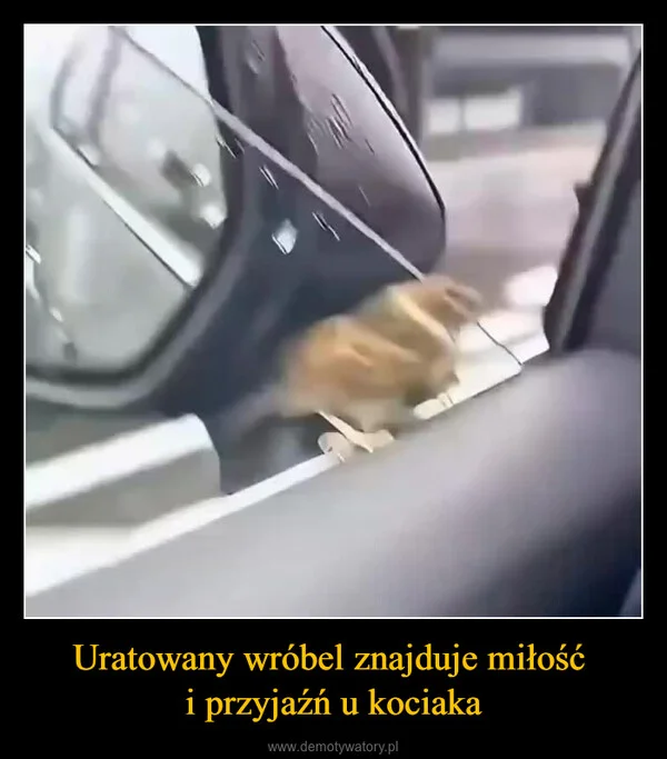 Uratowany wróbel znajduje miłość i przyjaźń u kociaka