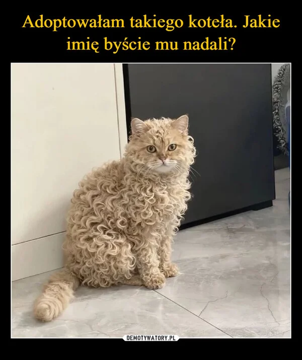 Adoptowałam takiego koteła. Jakie imię byście mu nadali?