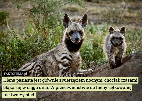 
    Hiena pasiasta jest głównie zwierzęciem nocnym, chociaż czasami błąka się