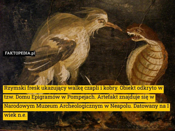 Rzymski fresk ukazujący walkę czapli i kobry. Obiekt odkryto w tzw. Domu