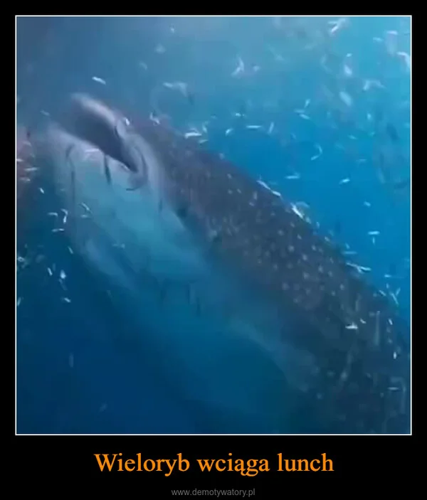 Wieloryb wciąga lunch