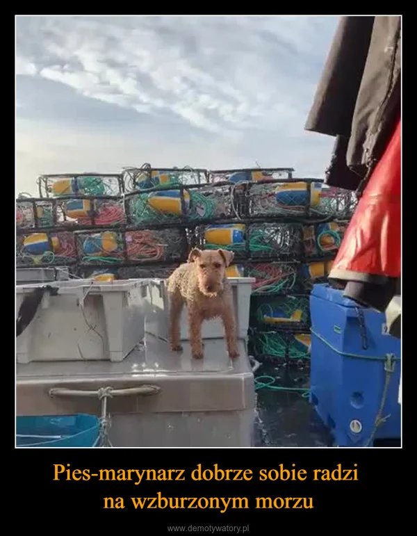 Pies-marynarz dobrze sobie radzi na wzburzonym morzu