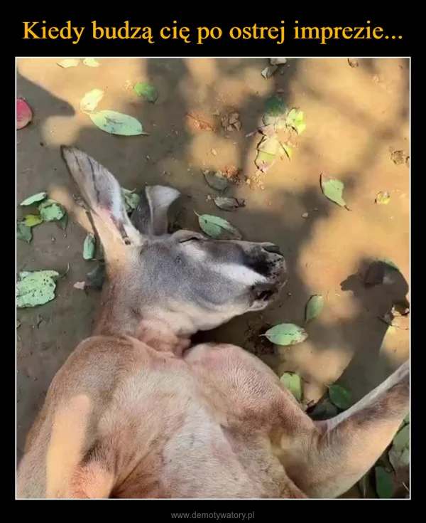Kiedy budzą cię po ostrej imprezie...