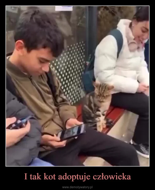 I tak kot adoptuje człowieka