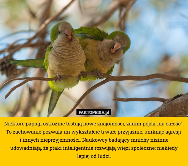 Niektóre papugi ostrożnie testują nowe znajomości, zanim pójdą „na całość”.