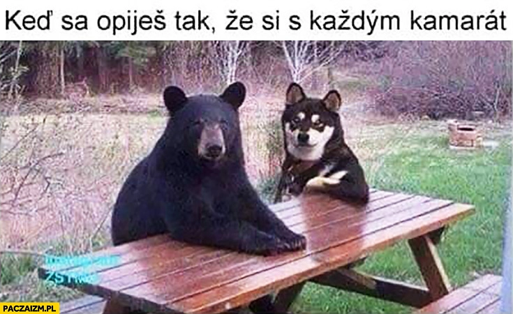 Kiedy objesz się tak, że jesteś z każdym kumplem niedźwiedź z psem przy stole