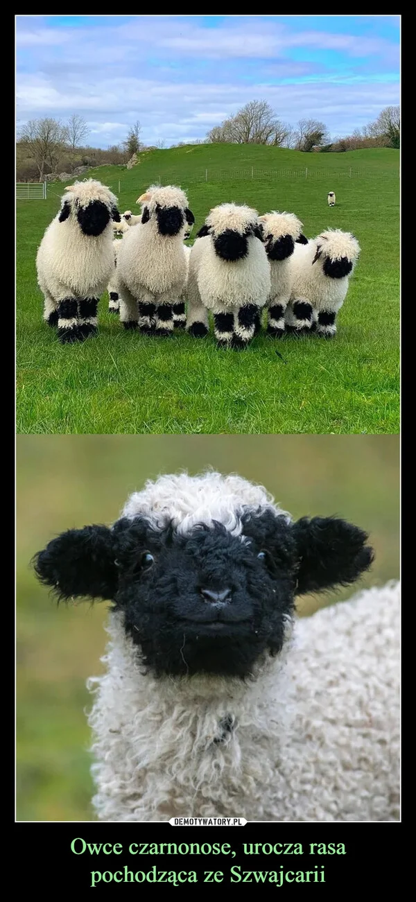 Owce czarnonose, urocza rasa pochodząca ze Szwajcarii