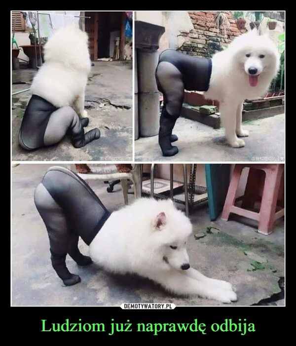 Ludziom już naprawdę odbija