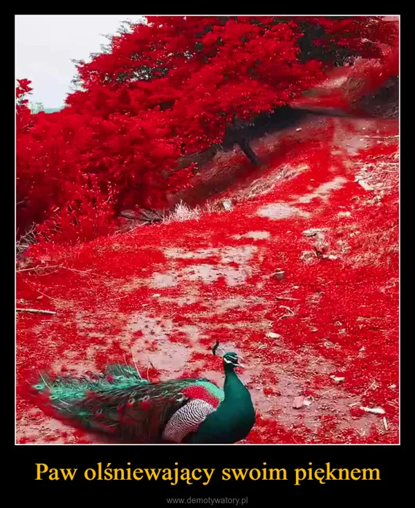 Paw olśniewający swoim pięknem