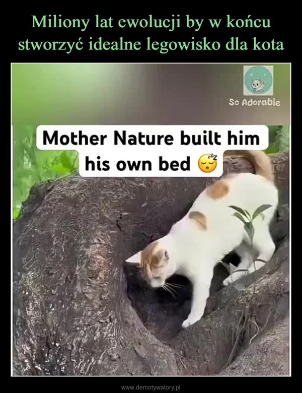 Miliony lat ewolucji by w końcu stworzyć idealne legowisko dla kota
