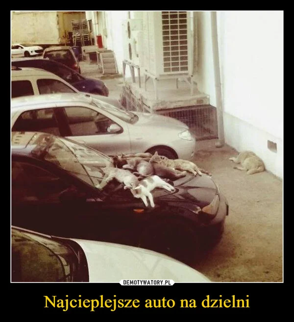 
    Najcieplejsze auto na dzielni