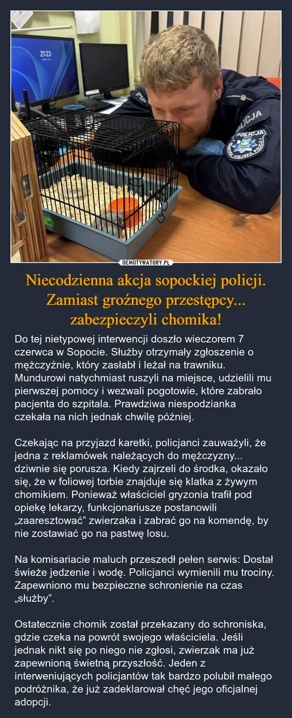 Niecodzienna akcja sopockiej policji. Zamiast groźnego przestępcy... zabezpieczyli chomika!