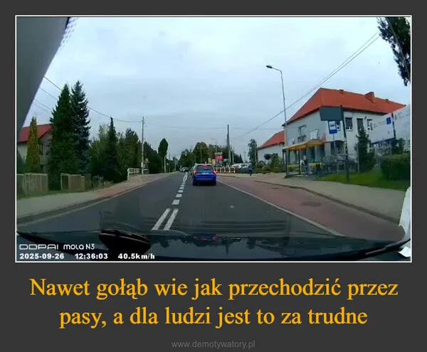 Nawet gołąb wie jak przechodzić przez pasy, a dla ludzi jest to za trudne