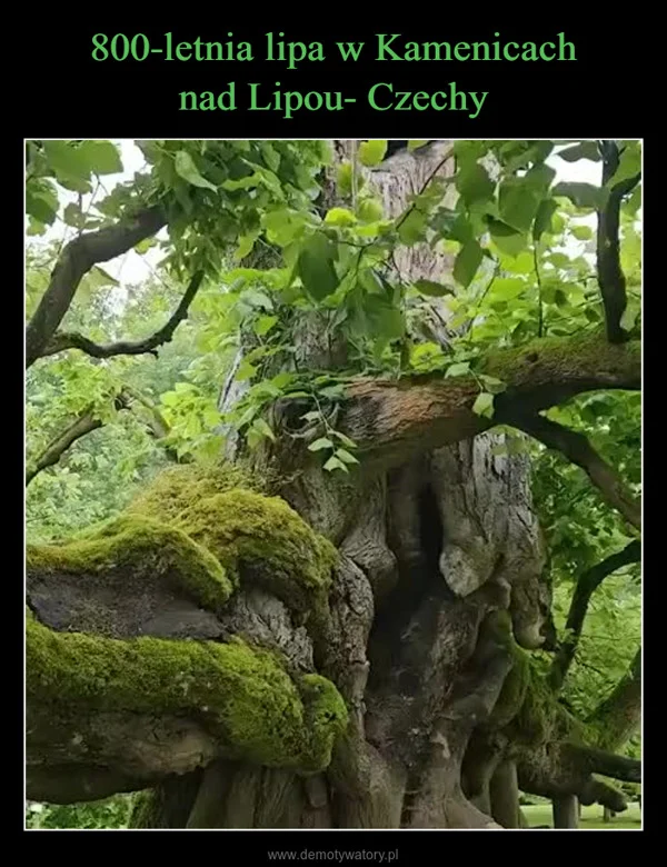 800-letnia lipa w Kamenicach nad Lipou- Czechy