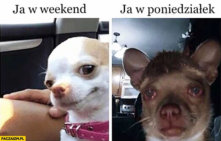 Ja w weekend vs ja w poniedziałek pies porównanie