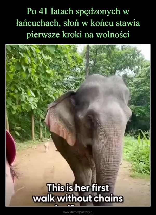 Po 41 latach spędzonych w łańcuchach, słoń w końcu stawia pierwsze kroki na wolności