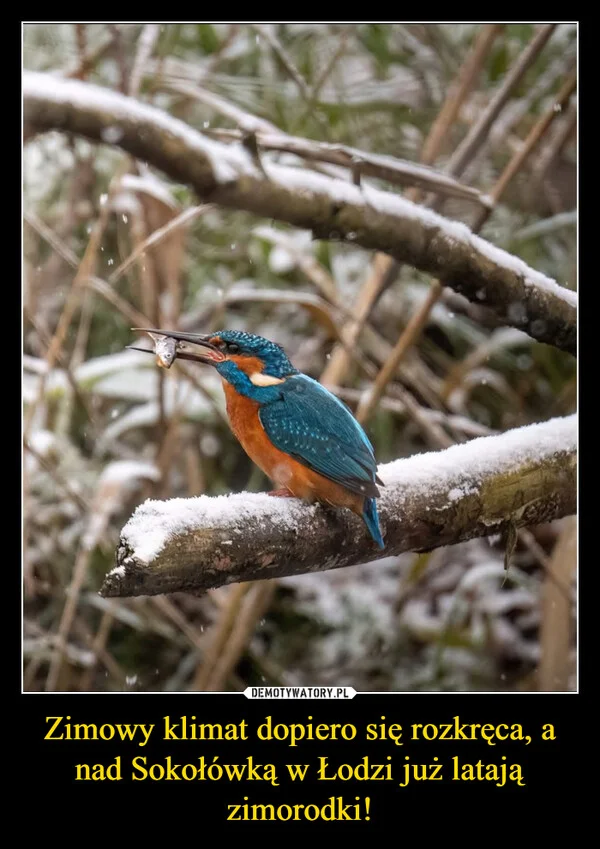 Zimowy klimat dopiero się rozkręca, a nad Sokołówką w Łodzi już latają zimorodki!