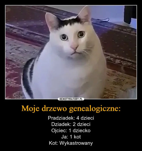 Moje drzewo genealogiczne: