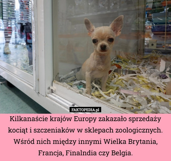 Kilkanaście krajów Europy zakazało sprzedaży kociąt i szczeniaków w sklepach