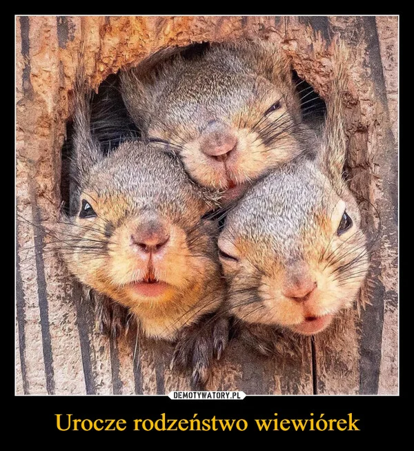 Urocze rodzeństwo wiewiórek