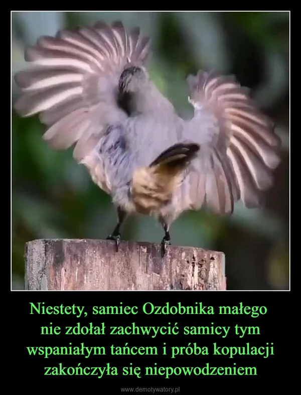 
    Niestety, samiec Ozdobnika małego nie zdołał zachwycić samicy tym wspaniałym tańcem i próba kopulacji zakończyła się niepowodzeniem