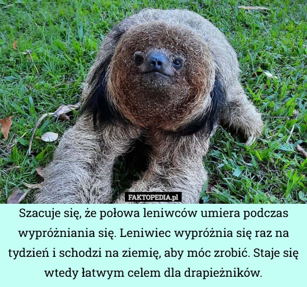 Szacuje się, że połowa leniwców umiera podczas wypróżniania się. Leniwiec