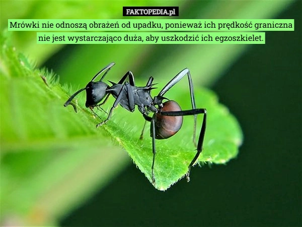 
    Mrówki nie odnoszą obrażeń od upadku, ponieważ ich prędkość graniczna nie