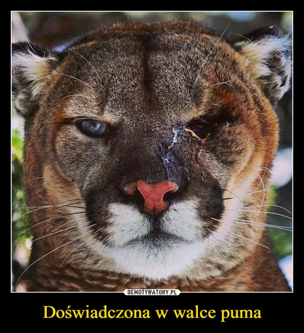 Doświadczona w walce puma