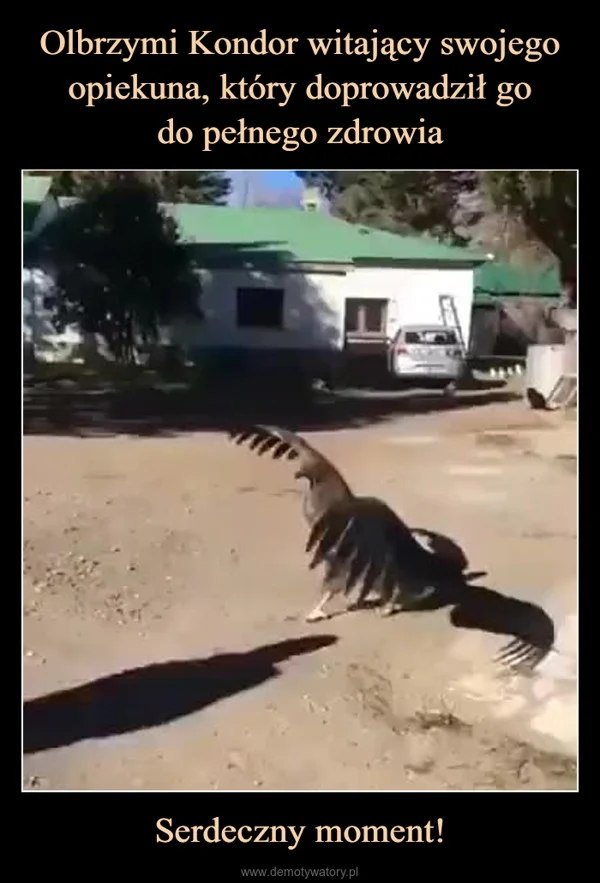 Olbrzymi Kondor witający swojego opiekuna, który doprowadził go do pełnego zdrowia Serdeczny moment!