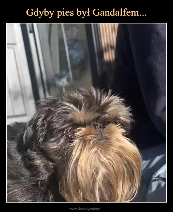 Gdyby pies był Gandalfem...