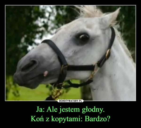 Ja: Ale jestem głodny. Koń z kopytami: Bardzo?