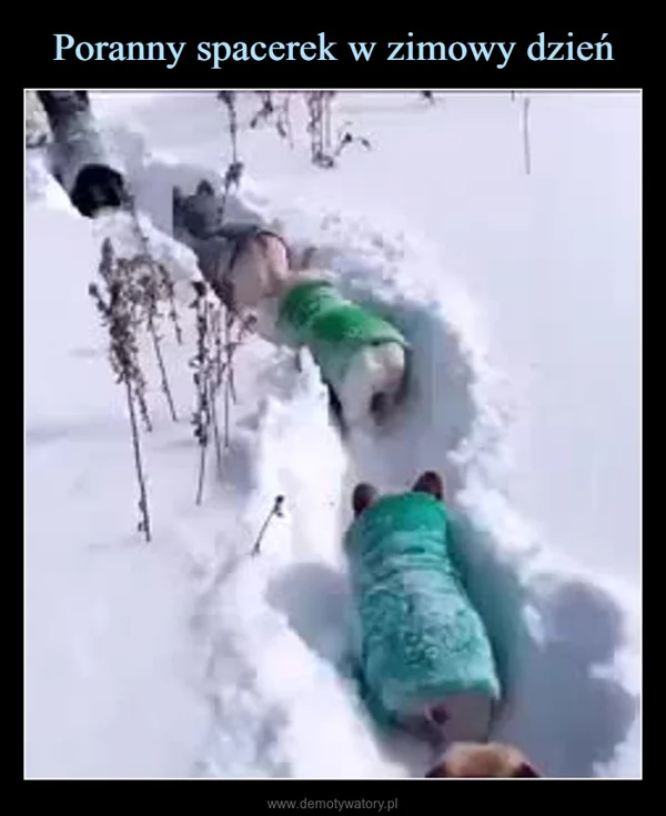 Poranny spacerek w zimowy dzień