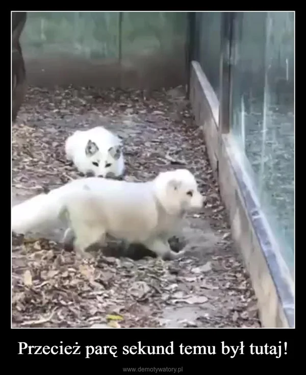 Przecież parę sekund temu był tutaj!