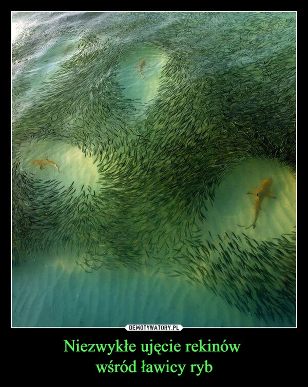 Niezwykłe ujęcie rekinów wśród ławicy ryb