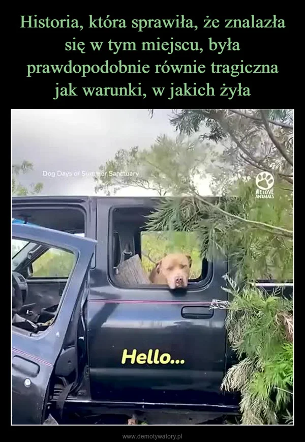 Historia, która sprawiła, że znalazła się w tym miejscu, była prawdopodobnie równie tragiczna jak warunki, w jakich żyła