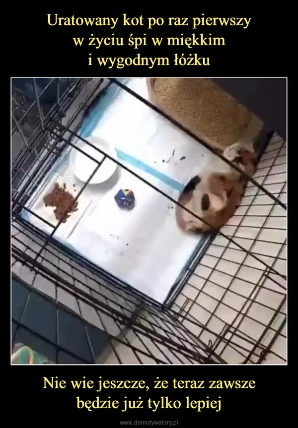 
    Uratowany kot po raz pierwszy w życiu śpi w miękkim i wygodnym łóżku Nie wie jeszcze, że teraz zawsze będzie już tylko lepiej
