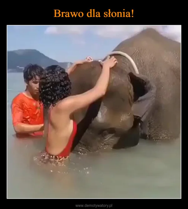 
    Brawo dla słonia!
