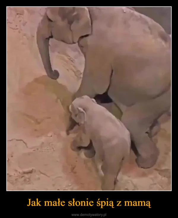 Jak małe słonie śpią z mamą