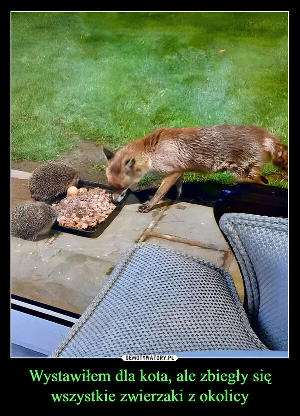 Wystawiłem dla kota, ale zbiegły się wszystkie zwierzaki z okolicy