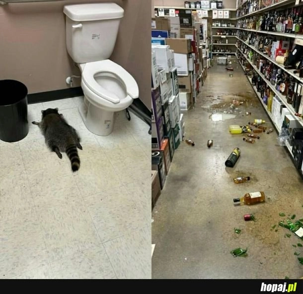 Gdyby nie mieszał alkoholi w życiu by go nie złapali.