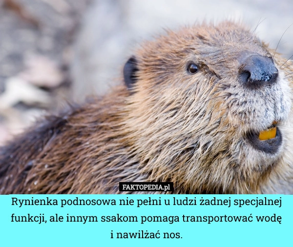 
    Rynienka podnosowa nie pełni u ludzi żadnej specjalnej funkcji, ale innym