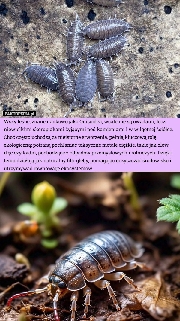 
    Wszy leśne, znane naukowo jako Oniscidea, wcale nie są owadami, lecz niewielkimi