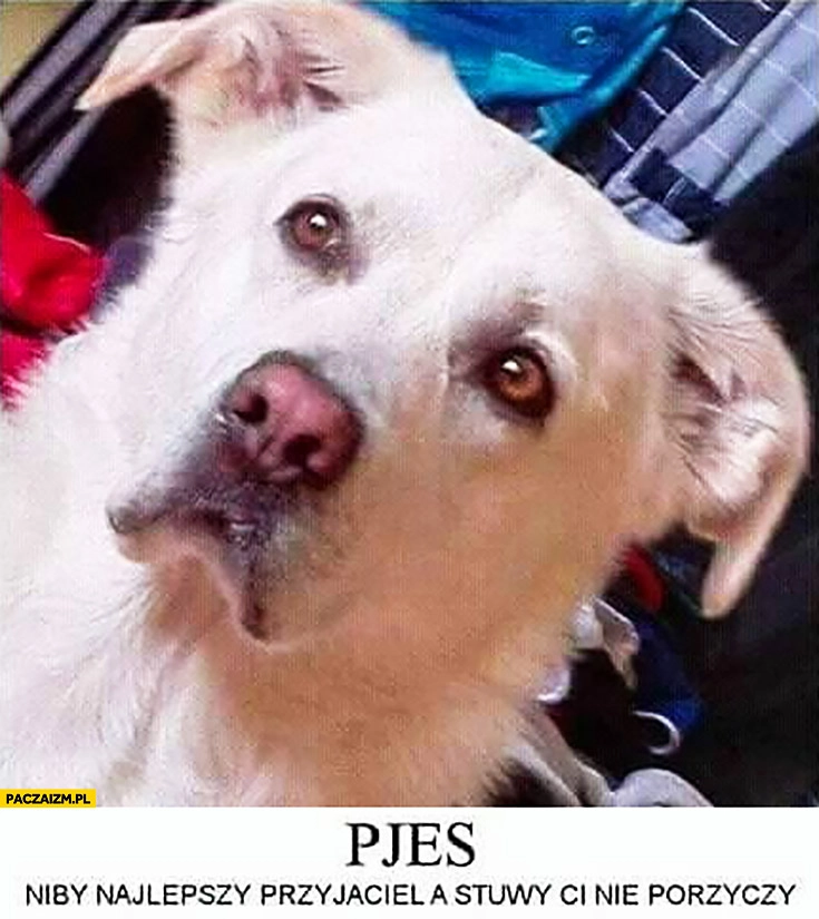 Pies niby najlepszy przyjaciel ale stówy Ci nie pożyczy