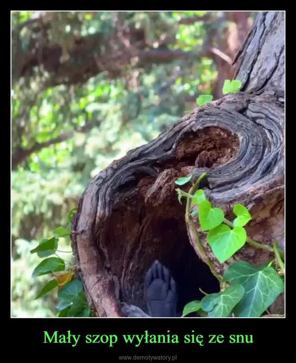 Mały szop wyłania się ze snu