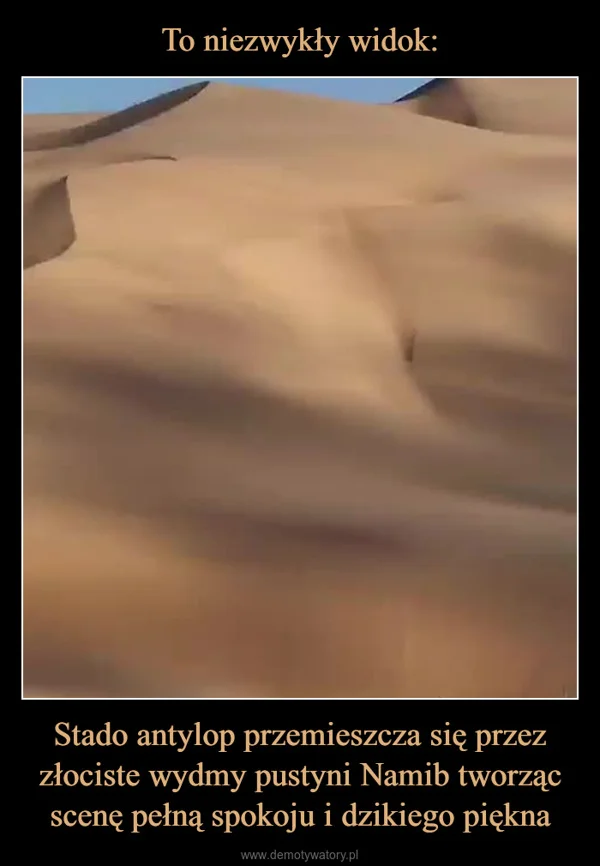 To niezwykły widok: Stado antylop przemieszcza się przez złociste wydmy pustyni Namib tworząc scenę pełną spokoju i dzikiego piękna