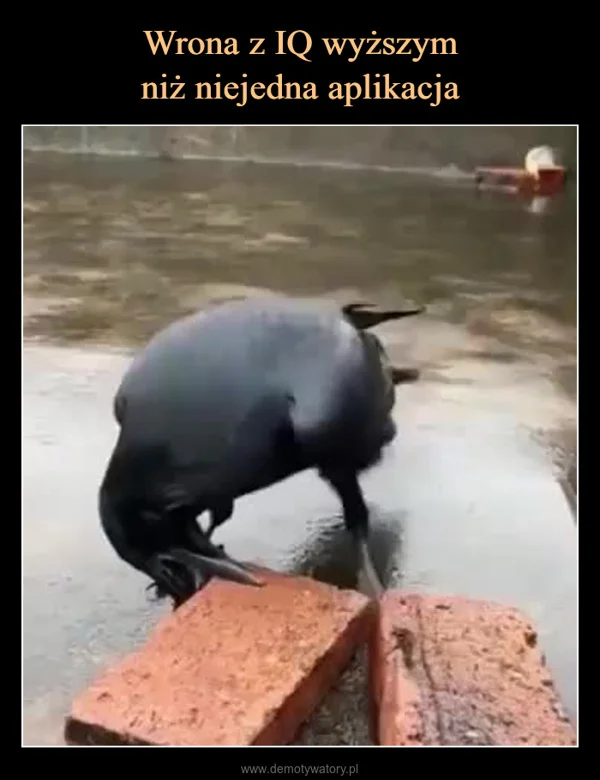Wrona z IQ wyższym niż niejedna aplikacja