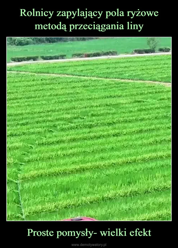 Rolnicy zapylający pola ryżowe metodą przeciągania liny Proste pomysły- wielki efekt