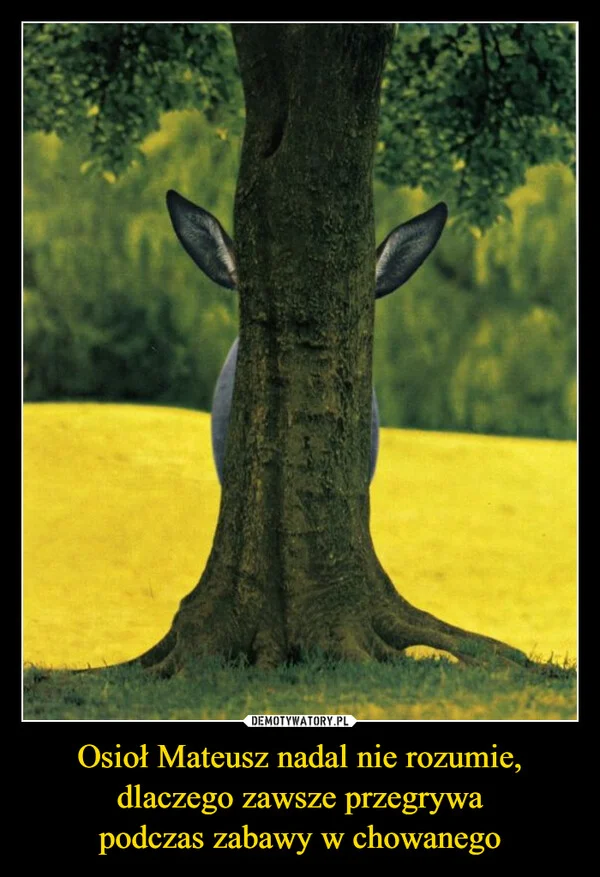 Osioł Mateusz nadal nie rozumie, dlaczego zawsze przegrywa podczas zabawy w chowanego